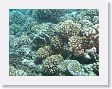 CoralWall23
