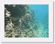 CoralWall31