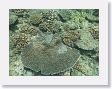 CoralWall35