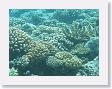 CoralWall36