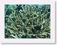 CoralWall37