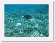 CoralWall38 * Triggerfish. * Triggerfish.