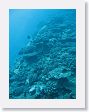 CoralWall4