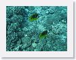 CoralWall40