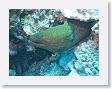 CoralWall42 * Moray eel. * Moray eel.