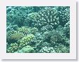 CoralWall8