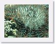 CoralWall9 * Toxic spines of the Crown-of-thorns starfish. * Toxic spines of the Crown-of-thorns starfish.