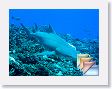 Moorea * (135 Slides)