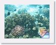 Aquarium * (26 Slides)