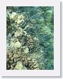 Aquarium15