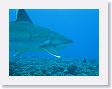 Avatoru27 * Silvertip shark. * Silvertip shark.