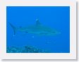 Avatoru29 * Silvertip shark. * Silvertip shark.