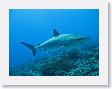 Avatoru31 * Silvertip shark. * Silvertip shark.
