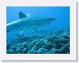 Avatoru32 * Silvertip shark. * Silvertip shark.