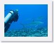 Avatoru38 * Silvertip sharks. * Silvertip sharks.