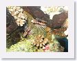 Avatoru5 * Lion fish. * Lion fish.