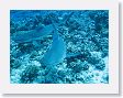 Avatoru50 * Silvertip sharks. * Silvertip sharks.