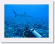 Avatoru8 * Where Moorea had Lemon sharks, Rangiroa has Silvertip sharks. They are a similarly sized, large species. * Where Moorea had Lemon sharks, Rangiroa has Silvertip sharks. They are a similarly sized, large species.