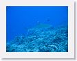Avatoru9 * Silvertip shark. * Silvertip shark.