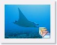 Tiputa * (96 Slides)