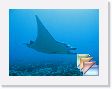 Rangiroa * (245 Slides)