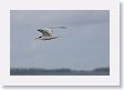 BirdIsland15 * Great Crested Tern. * Great Crested Tern.