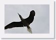 BirdIsland25 * Red-footed Booby. * Red-footed Booby.