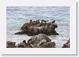 BirdIsland34 * Brown Noddy. * Brown Noddy.