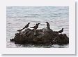 BirdIsland35 * Brown Noddy. * Brown Noddy.