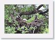 BirdIsland38 * Brown Noddy egg. * Brown Noddy egg.