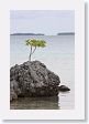 BirdIsland4