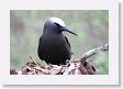 BirdIsland40 * Black Noddy. * Black Noddy.