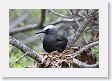BirdIsland41 * Black Noddy. * Black Noddy.