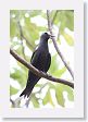 BirdIsland43 * Black Noddy. * Black Noddy.