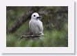 BirdIsland48 * Common Fairy-Tern. * Common Fairy-Tern.