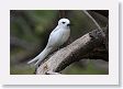 BirdIsland58 * Common Fairy-Tern. * Common Fairy-Tern.