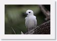 BirdIsland66 * Common Fairy-Tern. * Common Fairy-Tern.