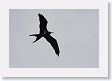 BirdIsland71 * Lesser Frigatebird. * Lesser Frigatebird.