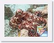 LagoonSnorkel * (47 Slides)