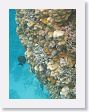 LagoonSnorkel47 * Christmastree worms. * Christmastree worms.