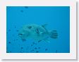 LePass17 * Puffer. * Puffer.
