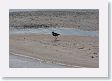 Pearl12 * Lesser Golden-Plover. * Lesser Golden-Plover.