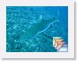 SharkHole * (185 Slides)