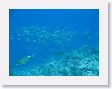SharkHole12