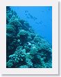 SharkHole4 * The vertical break in the reef starts at 65 feet. * The vertical break in the reef starts at 65 feet.