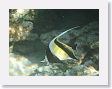Snorkel10 * Moorish Idol. * Moorish Idol.