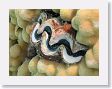 Snorkel12 * Blue-lipped clam. * Blue-lipped clam.
