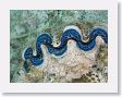 Snorkel15 * Blue-lipped clam. * Blue-lipped clam.