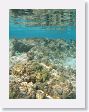 Snorkel3 * Lagoon snorkel. * Lagoon snorkel.