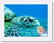 Tikehau * (466 Slides)